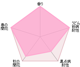 バター・カップ鉢苗 - Buttercup Potted(Ausband)