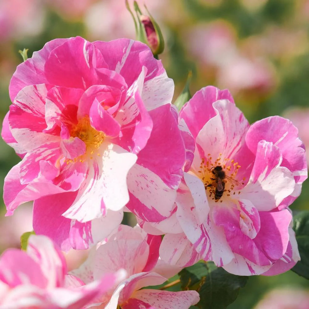 ザ・キングズ・ローズ 15L鉢苗 - The King's Rose Potted 15L (Ausa27a16)