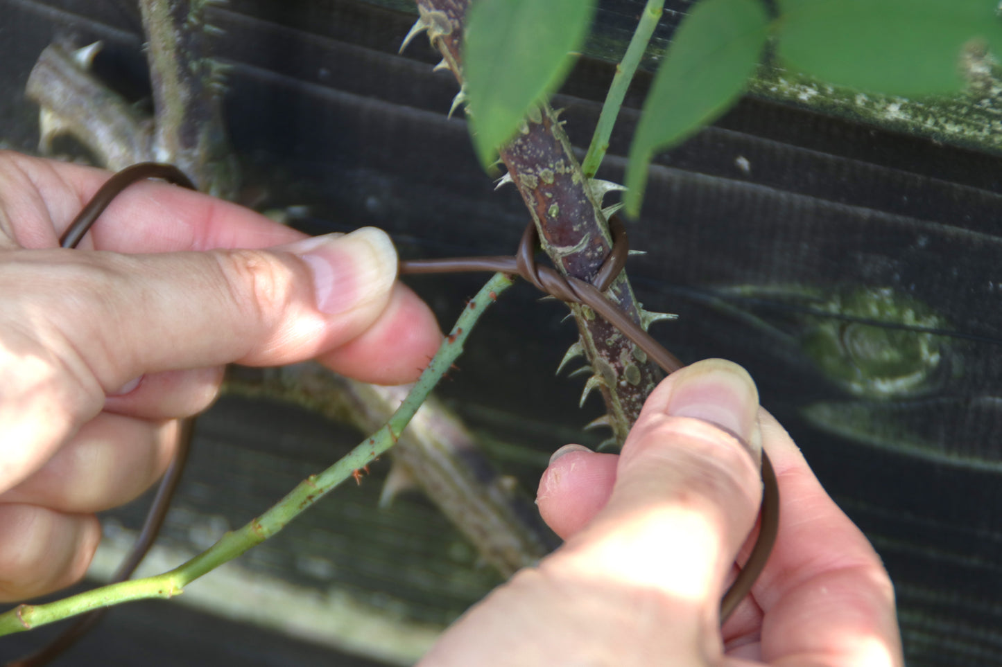 誘引ロープ - Flexi Tie 3.5mm roll