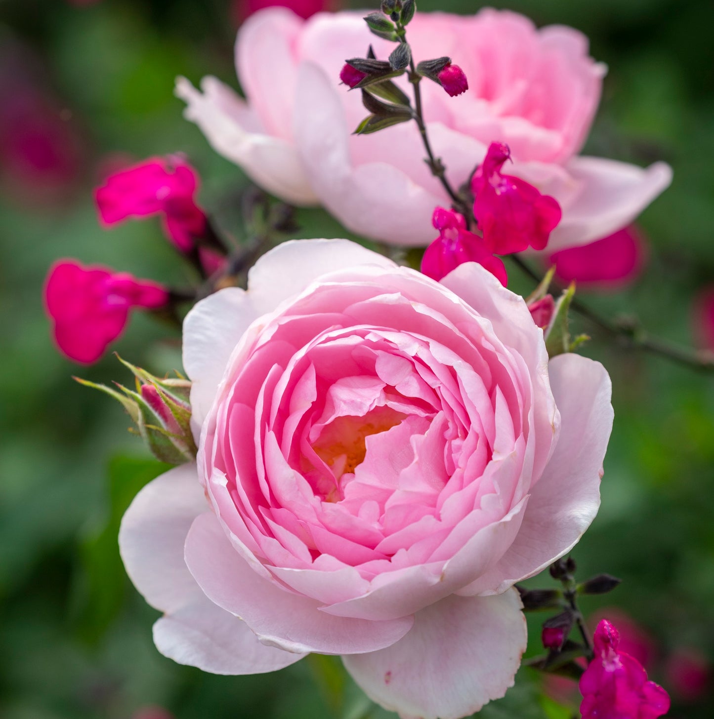 セプタード・アイル 鉢苗 - Scepter'd Isle Potted (Ausland)