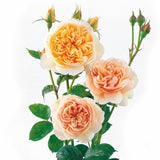 スィート・ジュリエット裸苗 - Sweet Juliet (Ausleap) - david-austin-roses-japan