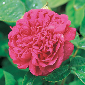 ローズ・ド・レシュ裸苗 - Rose de Rescht - david-austin-roses-japan