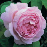 コンスタンス・スプライ裸苗 - Constance Spry (Ausfirst) - david-austin-roses-japan