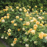 ゴールデン・セレブレーション裸苗 - Golden Celebration (Ausgold) - david-austin-roses-japan