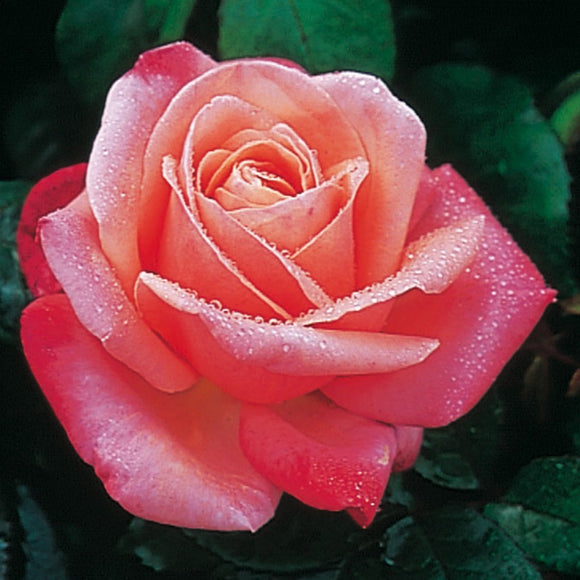 シルバー・ジュビリー - Silver Jubilee - david-austin-roses-japan