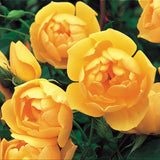 バター・カップ裸苗 - Buttercup (Ausband) - david-austin-roses-japan
