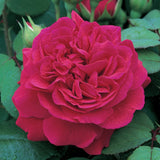 テス・オブ・ザ・ダーバービルズ裸苗 - Tess of The d'Urbervilles (Ausmove) - david-austin-roses-japan