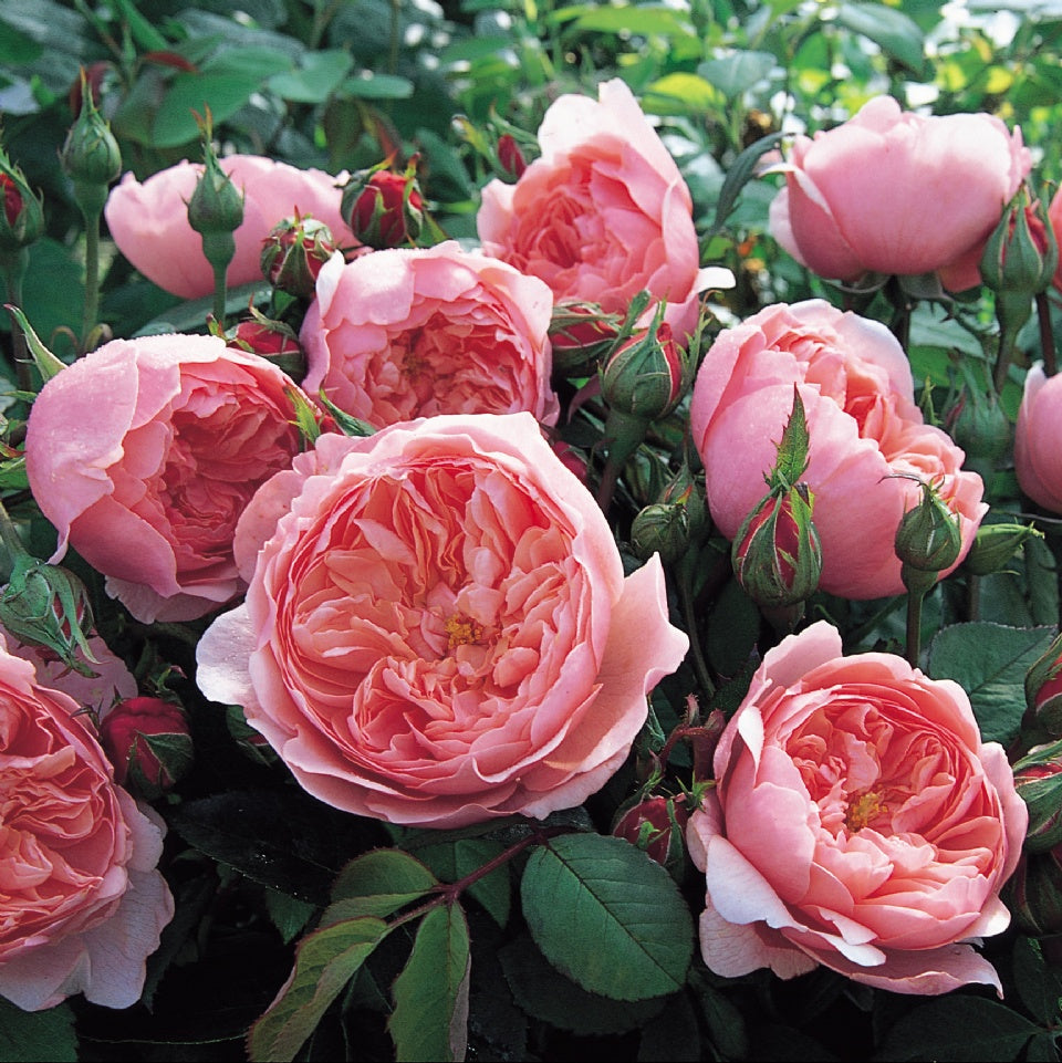 ジ・アレンウィック・ローズ裸苗 - The Alnwick® Rose (Ausgrab
