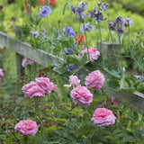 ザ・メイフラワー裸苗 - The Mayflower (Austilly) - david-austin-roses-japan