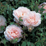 ロッキンヴァー裸苗 - Lochinvar (Ausbilda) - david-austin-roses-japan