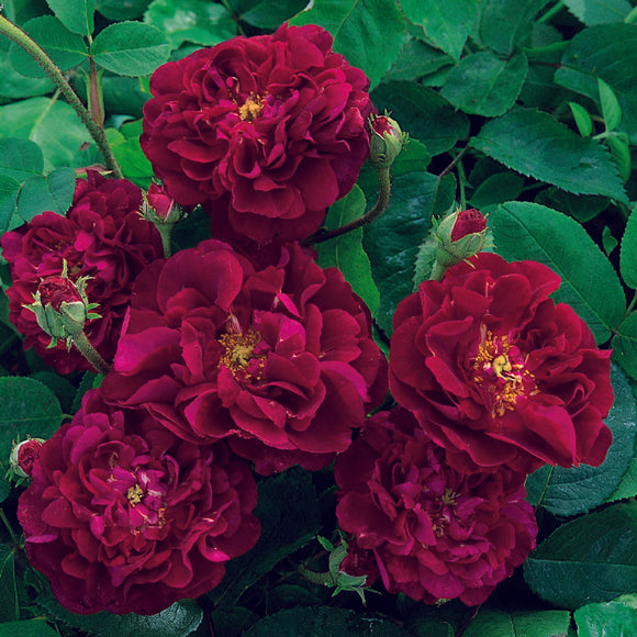 タスキャニー・スパーブ裸苗 - Tuscany Superb - david-austin-roses-japan