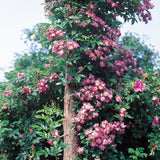 ファイルヘンフラウ裸苗 - Veilchenblau - david-austin-roses-japan