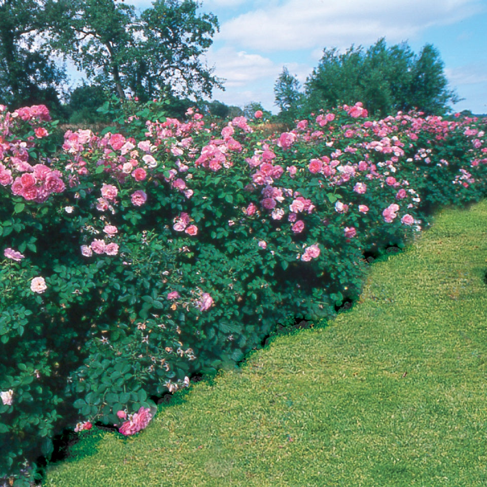 ハイド・ホール裸苗 - Hyde Hall (Ausbosky) - david-austin-roses-japan