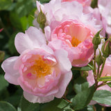 スキャボロー・フェア裸苗 - Scarborough Fair (Ausoran) - david-austin-roses-japan