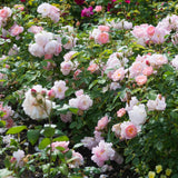 スキャボロー・フェア裸苗 - Scarborough Fair (Ausoran) - david-austin-roses-japan