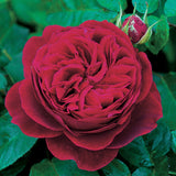 Ｌ.Ｄ.ブレスウェイト 鉢苗 - L D Braithwaite (Auscrim) - david-austin-roses-japan