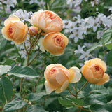 ジュード・ジ・オブスキュア 鉢苗 - Jude the Obscure (Ausjo) - david-austin-roses-japan