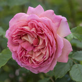 ジュビリー・セレブレーション 鉢苗 - Jubilee Celebration (Aushunter) - david-austin-roses-japan