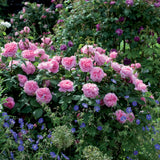 ガートルード・ジェキル 鉢苗 - Gertrude Jekyll Potted (Ausbord) - david-austin-roses-japan