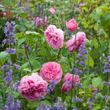 ガートルード・ジェキル 鉢苗 - Gertrude Jekyll Potted (Ausbord) - david-austin-roses-japan
