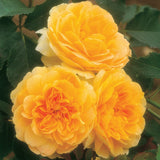 モリニュー 鉢苗 - Molineux (Ausmol) - david-austin-roses-japan