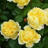 チャールズ・ダーウィン 鉢苗 - Charles Darwin (Auspeet) - david-austin-roses-japan