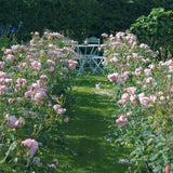 ジ・アレンウィック・ローズ 鉢苗 - The Alnwick® Rose (Ausgrab) - david-austin-roses-japan