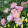 スキャボロー・フェア 鉢苗 - Scarborough Fair (Ausoran) - david-austin-roses-japan