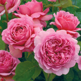 プリンセス・アレキサンドラ・オブ・ケント 鉢苗 - Princess Alexandra of Kent (Ausmerchant) - david-austin-roses-japan