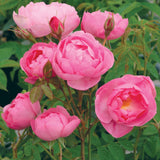 スカイラーク裸苗 - Skylark (Ausimple) - david-austin-roses-japan