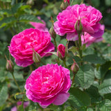 イングランズ・ローズ裸苗 - England's Rose (Auslounge)