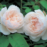 ザ・ジェネラス・ガーデナー鉢苗 - The Generous Gardener (Ausdrawn) - david-austin-roses-japan