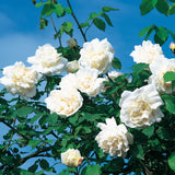 マダム・アルフレッド・キャリエール裸苗 - Mme Alfred Carrière - david-austin-roses-japan