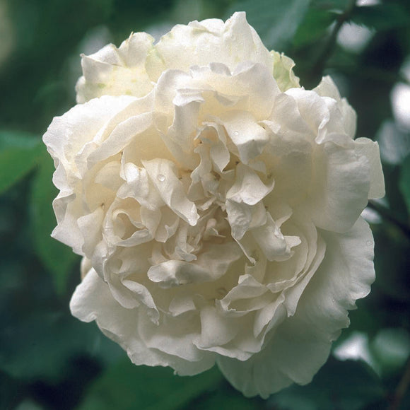 マダム・アルフレッド・キャリエール裸苗 - Mme Alfred Carrière - david-austin-roses-japan