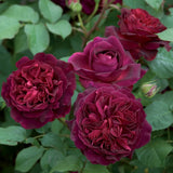 ムンステッド・ウッド 鉢苗 - Munstead Wood (Ausbernard) - david-austin-roses-japan