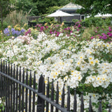 キュー・ガーデン鉢苗 - Kew Gardens (Ausfence) - david-austin-roses-japan