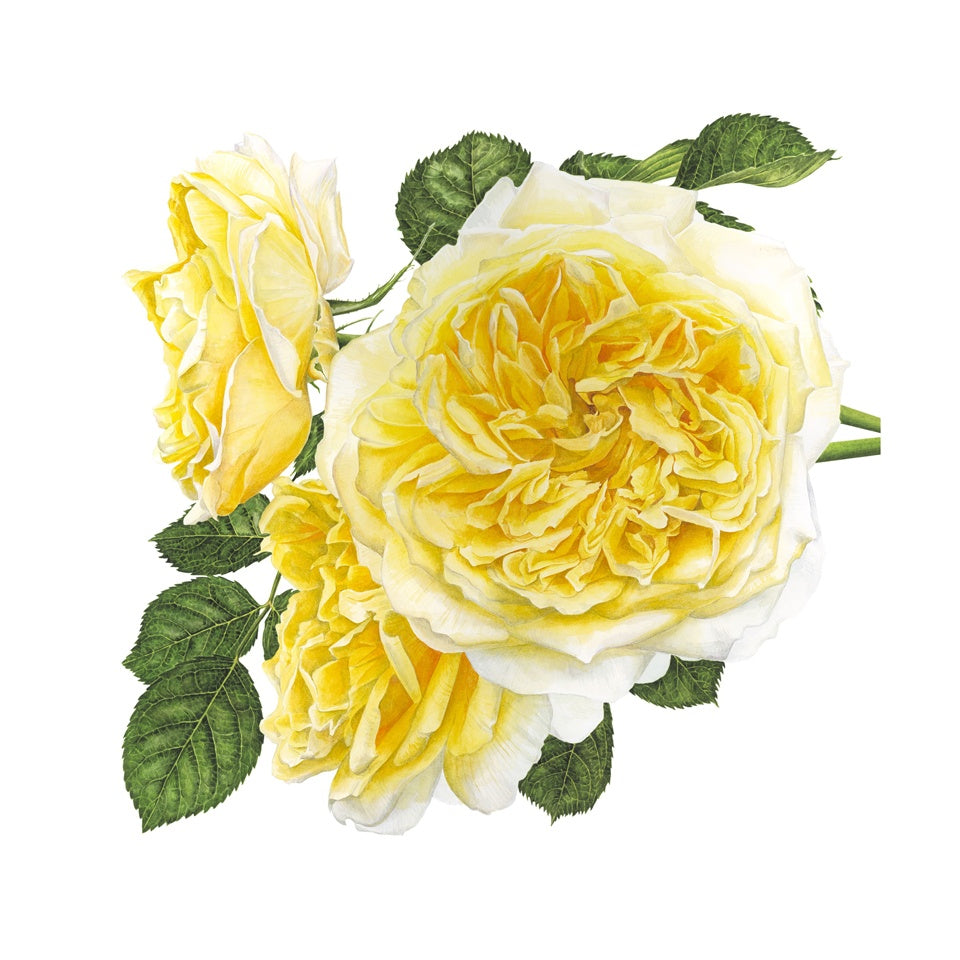 「ザ・ピルグリム」限定版画 - 'The Pilgrim' Limited Edition Print - david-austin-roses-japan