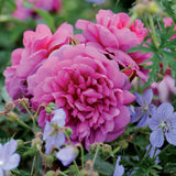 プリンセス・アン裸苗 - Princess Anne (Auskitchen) - david-austin-roses-japan