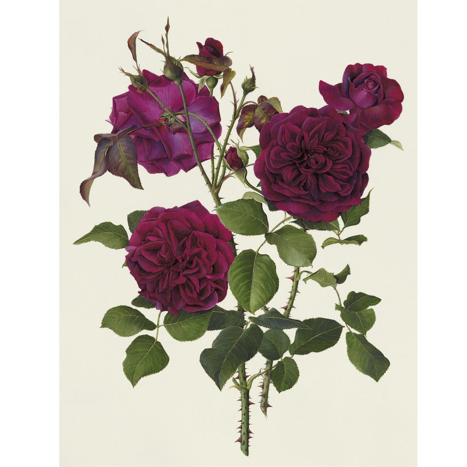 「ムンステッド・ウッド」限定版画 - 'Munstead Wood' Limited Edition Print - david-austin-roses-japan
