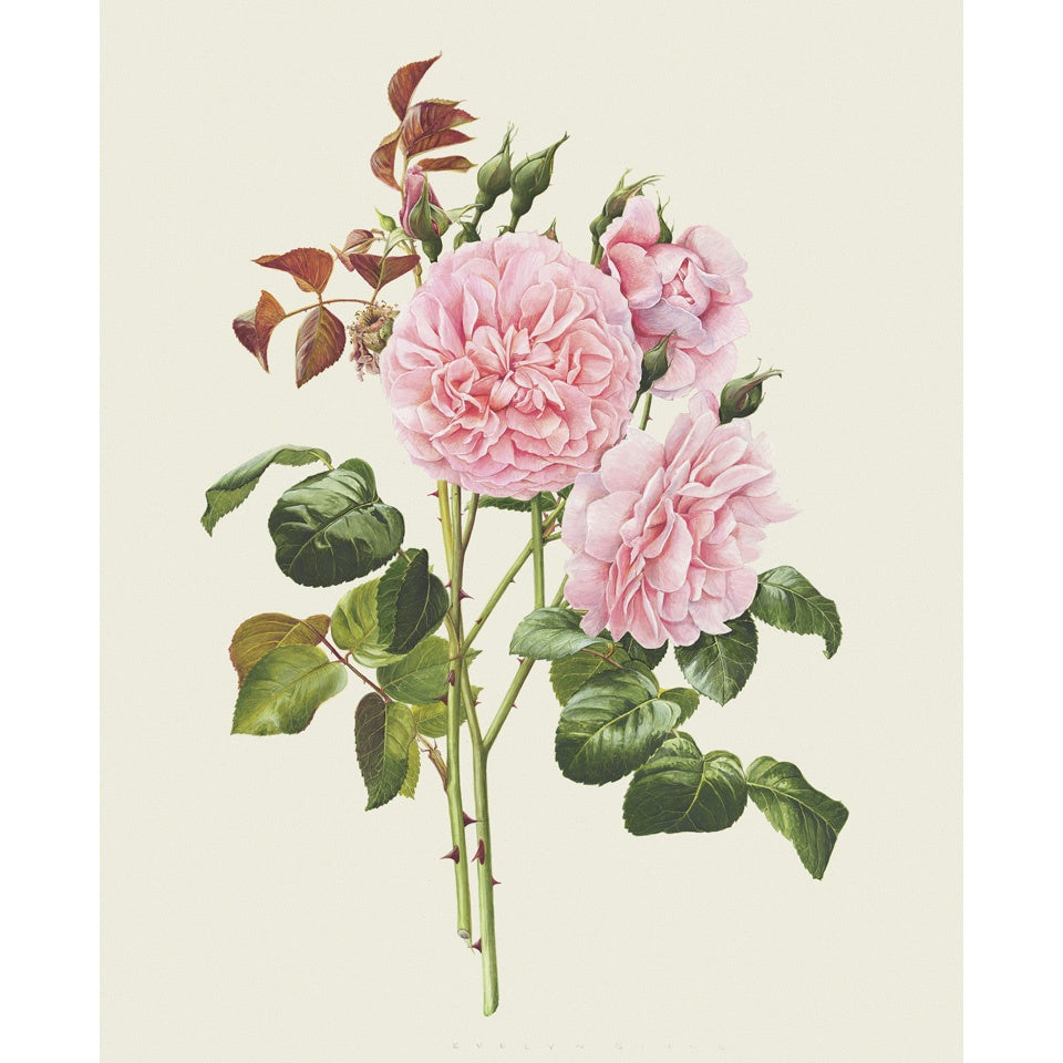 「ストロベリー・ヒル」 限定版画 - 'Strawberry Hill' Limited Edition Print - david-austin-roses-japan