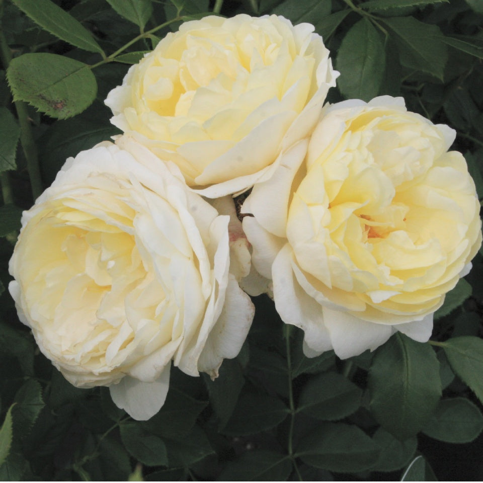 ヴァネッサ・ベル 15L鉢苗 - Vanessa Bell Potted 15L (Auseasel
