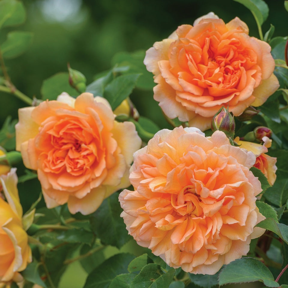 デイム・ジュディ・デンチ裸苗 - Dame Judi Dench (Ausquaker) - david-austin-roses-japan