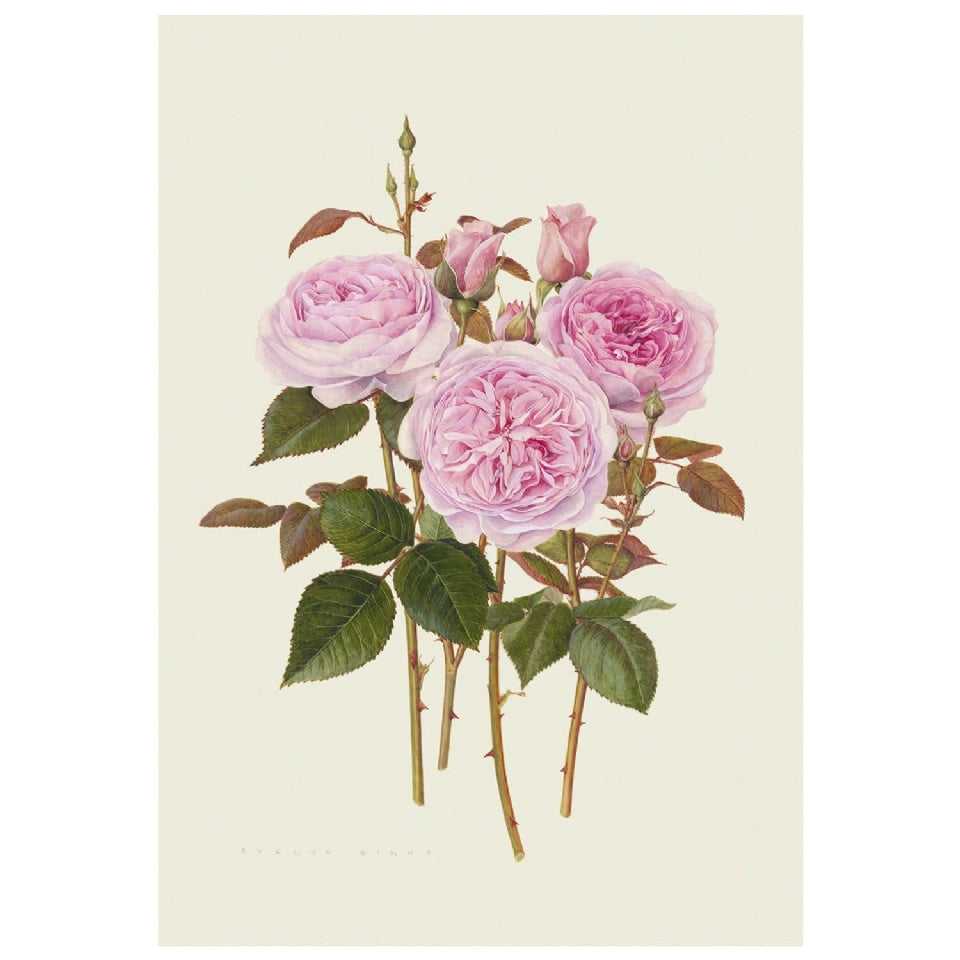 「オリビア・ローズ・オースチン」 限定版画 - 'Olivia Rose Austin' Limited Edition Print - david-austin-roses-japan