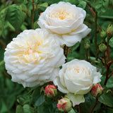 トランクウィリティー裸苗 - Tranquillity (Ausnoble) - david-austin-roses-japan