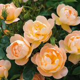 ザ・ラーク・アセンディング裸苗 - The Lark Ascending (Ausursula) - david-austin-roses-japan