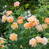ザ・ラーク・アセンディング裸苗 - The Lark Ascending (Ausursula) - david-austin-roses-japan