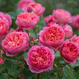 ボスコベル鉢苗 - Boscobel Potted (Auscousin) - david-austin-roses-japan