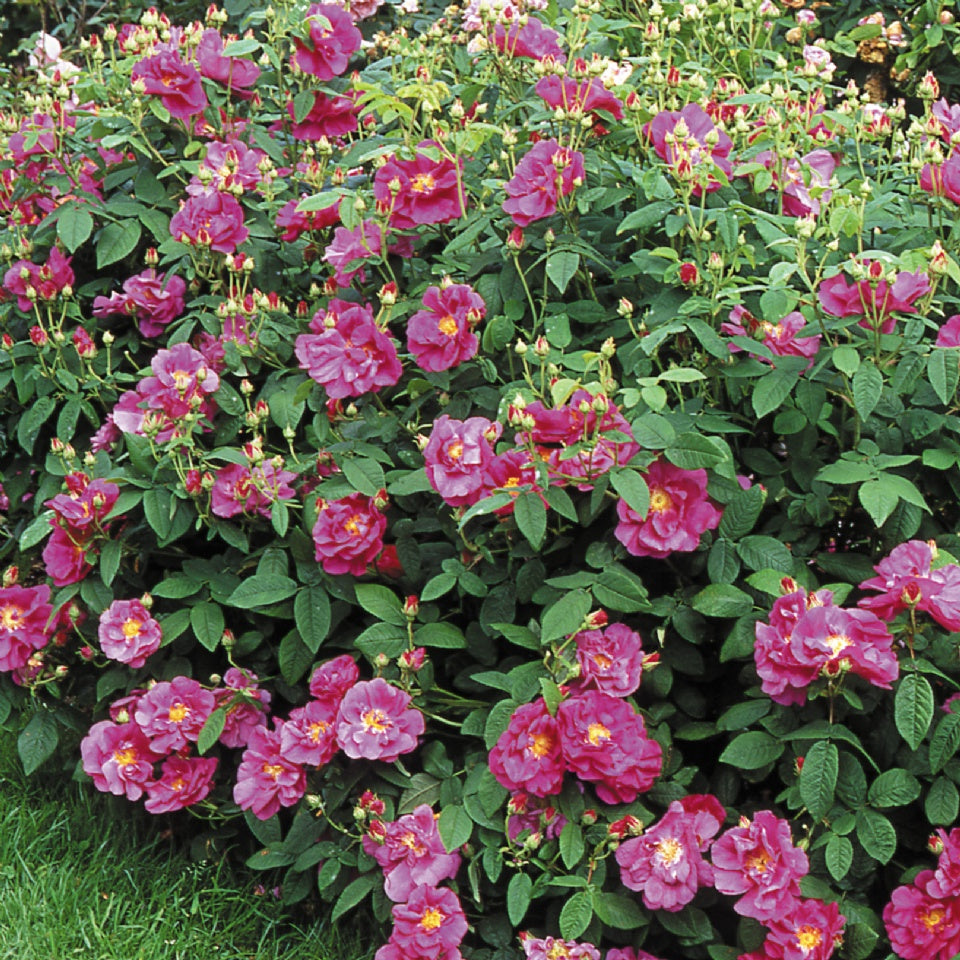 ロサ・ガリカ・オフィシナリス裸苗 - Rosa Gallica Officinalis - david-austin-roses-japan