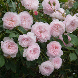 ジ・オルブライトン・ランブラー鉢苗 - The Albrighton Rambler (Ausmobile) - david-austin-roses-japan