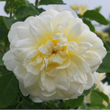イモージェン裸苗 - Imogen (Austritch) - david-austin-roses-japan